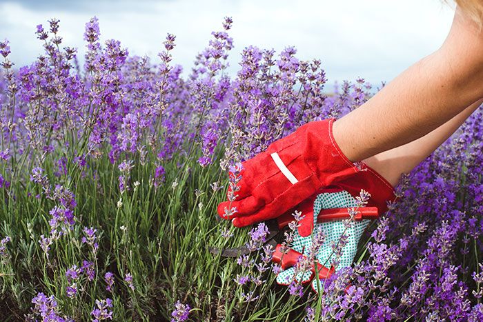 Person erntet Lavendel mit Gartenschere